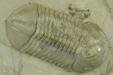 Beautiful Struveaspis Trilobite Fossil - Jorf, Morocco #382685-1